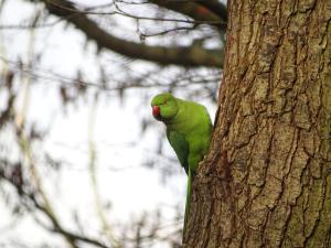 Aria 02 Halsbandparkiet